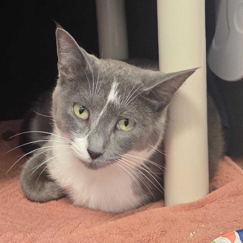 Enlarge Siva, a Adoptable Domestic Short Hair in Fort Wayne, IN image 1/1