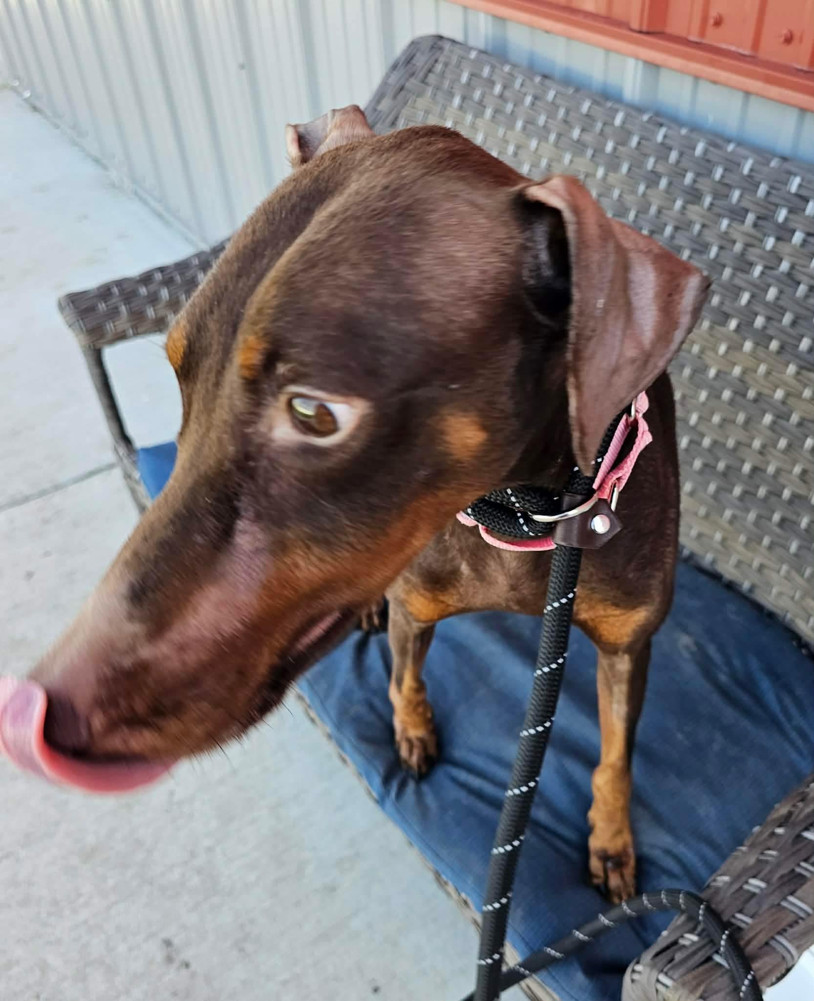 Teacup, a ADOPTABLE mixed breed in Minooka, IL image 1/4