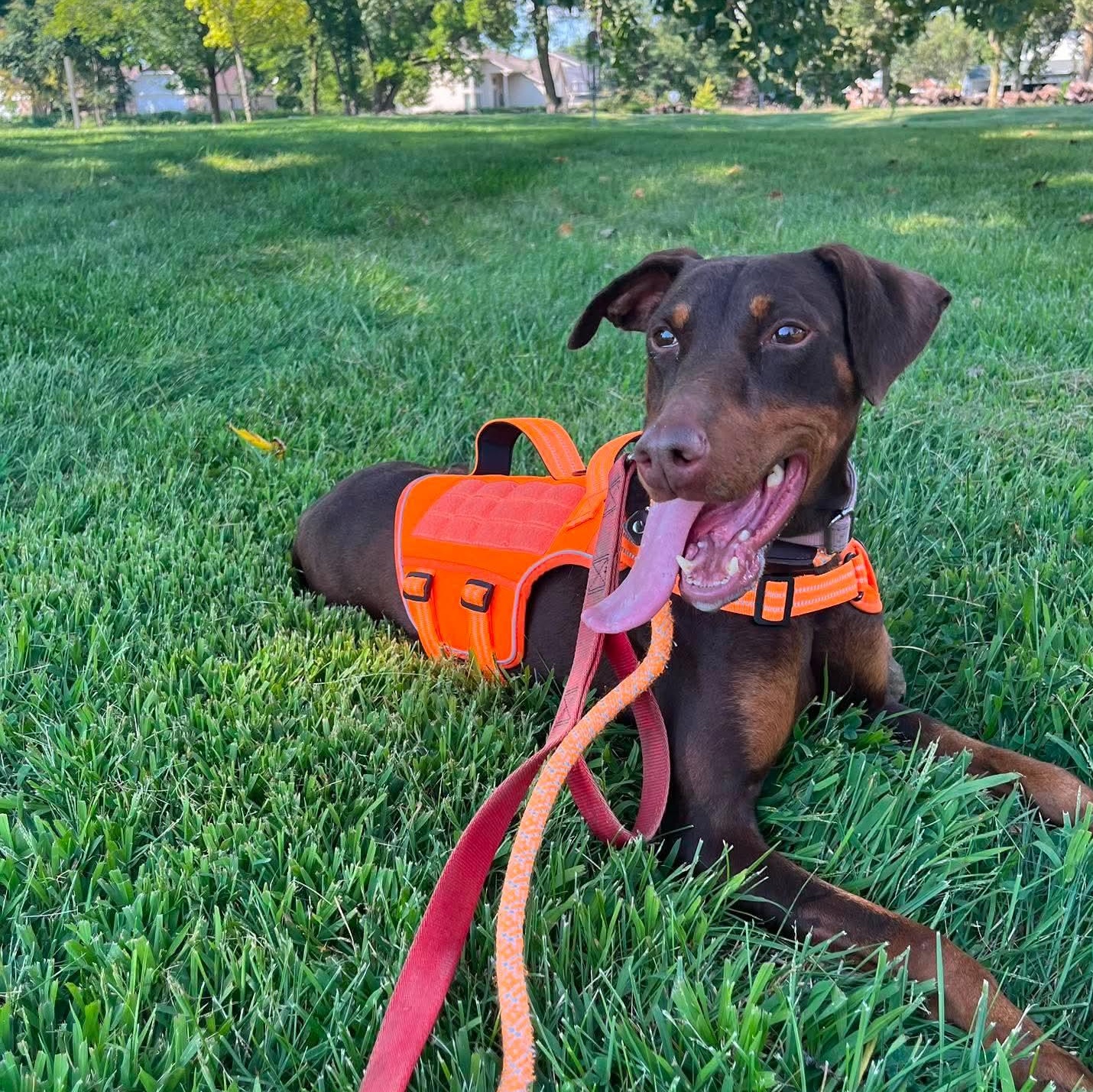 Teacup sponsored fee, an adoptable mixed breed in Minooka, IL image 3/6
