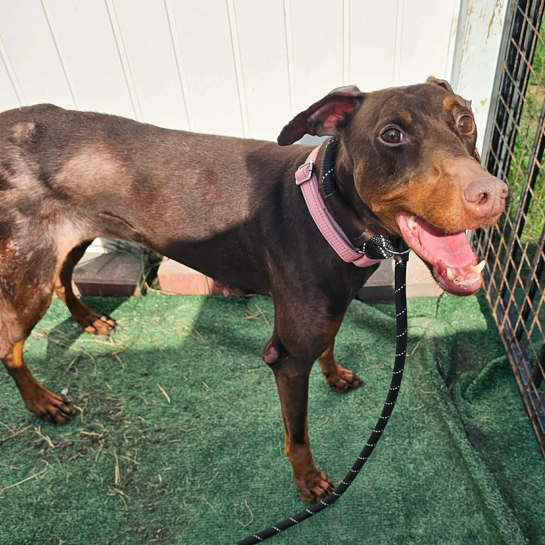 Teacup, a ADOPTABLE mixed breed in Minooka, IL image 4/4