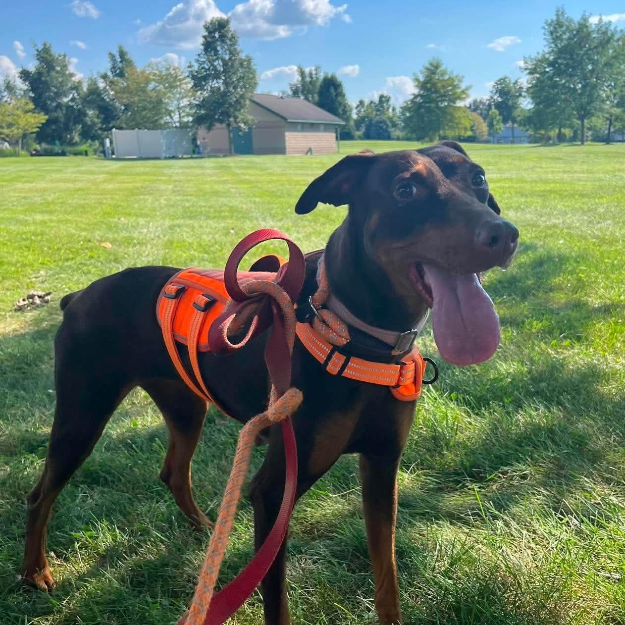Teacup sponsored fee, an adoptable mixed breed in Minooka, IL image 4/6