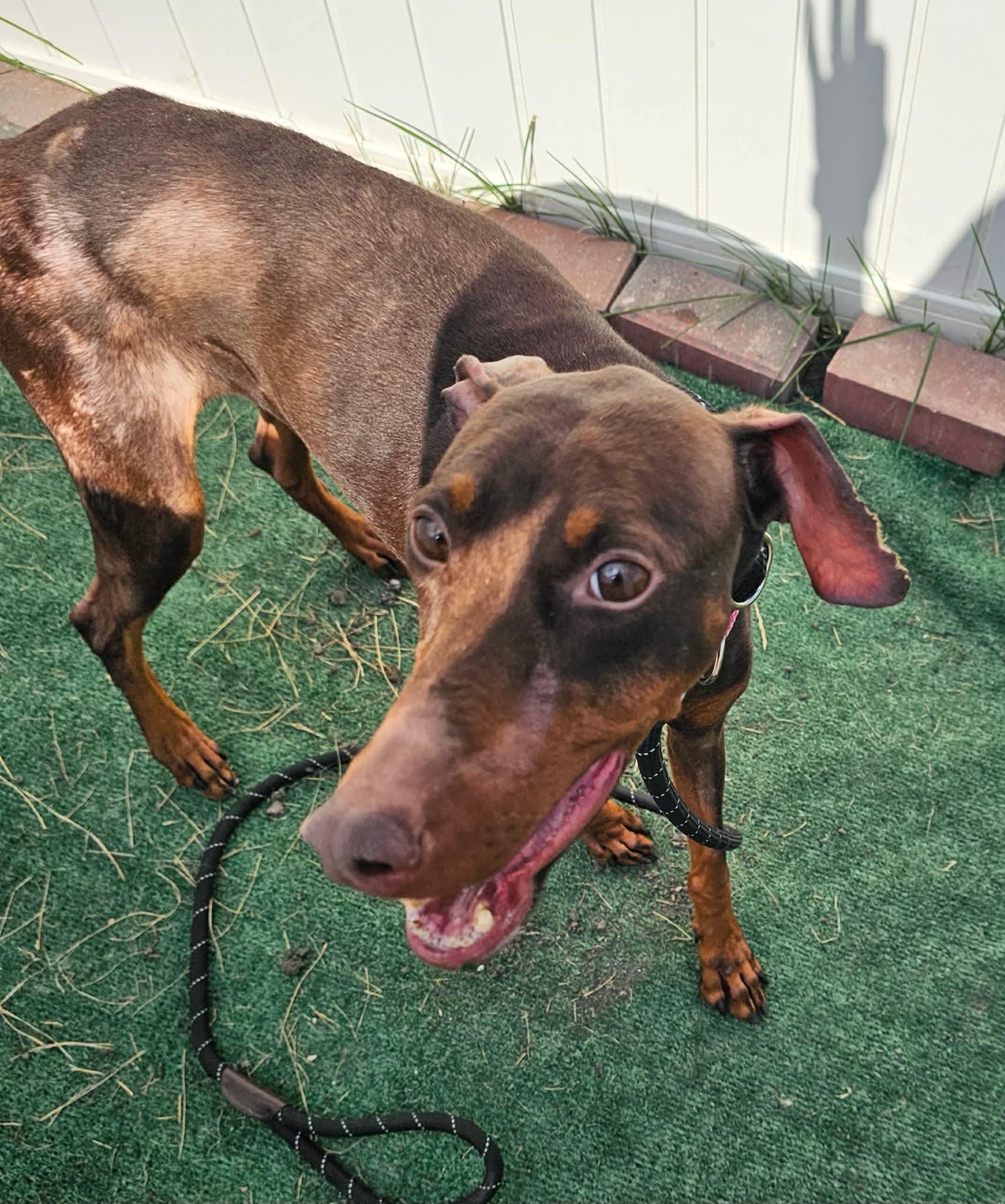 Teacup, a ADOPTABLE mixed breed in Minooka, IL image 2/4