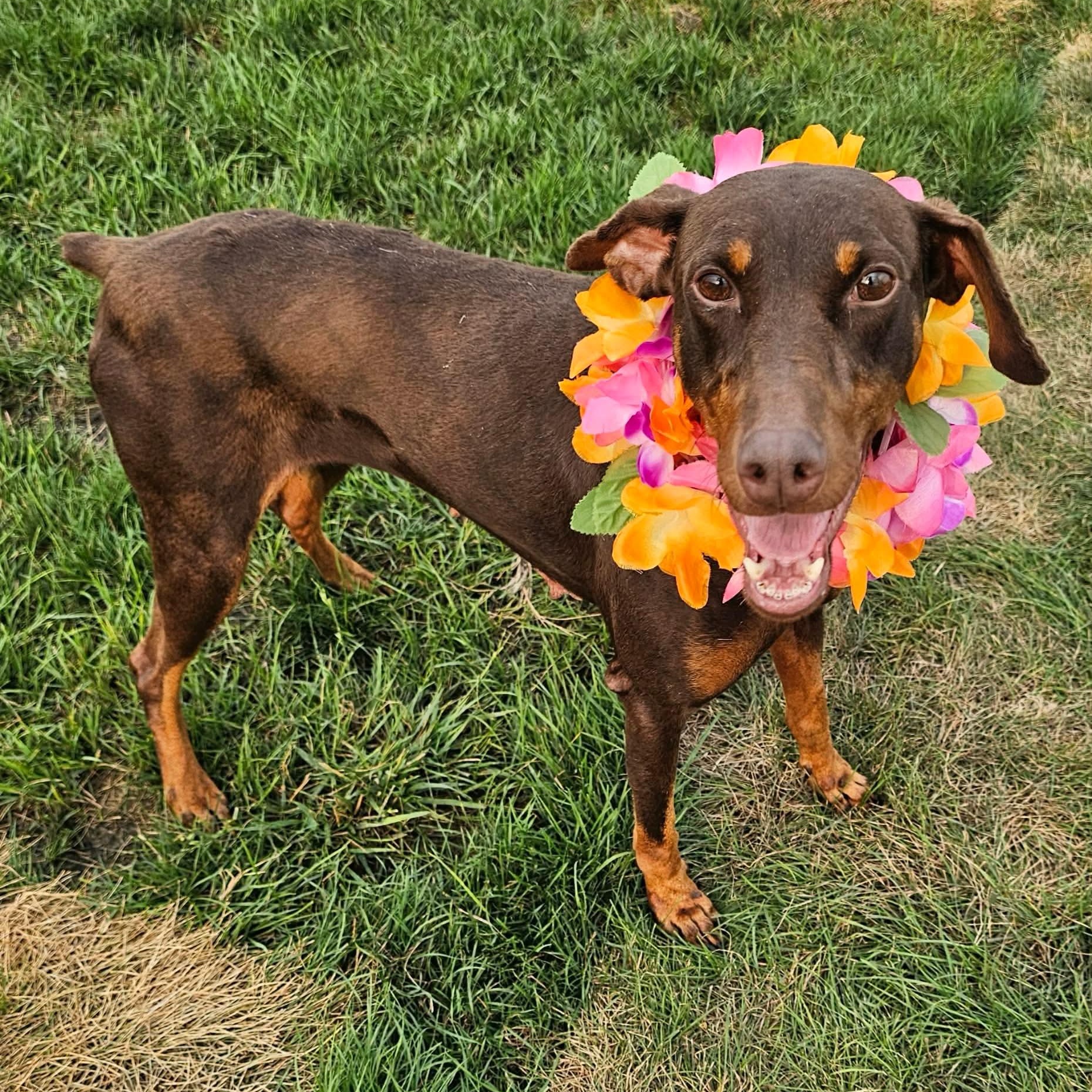 Teacup sponsored fee, adoptable, Adult Female German Pinscher & Doberman Pinscher.