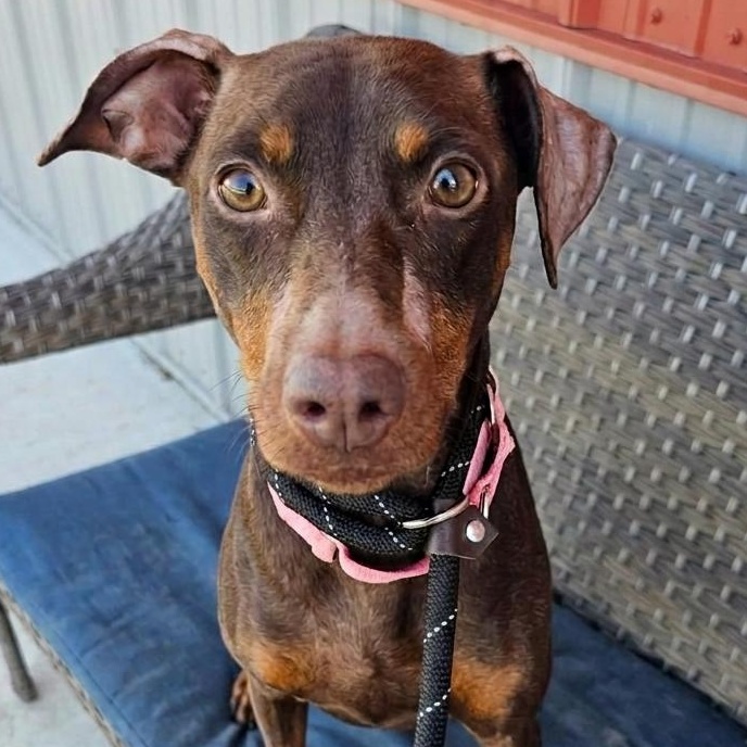Teacup, a ADOPTABLE mixed breed in Minooka, IL image 3/4