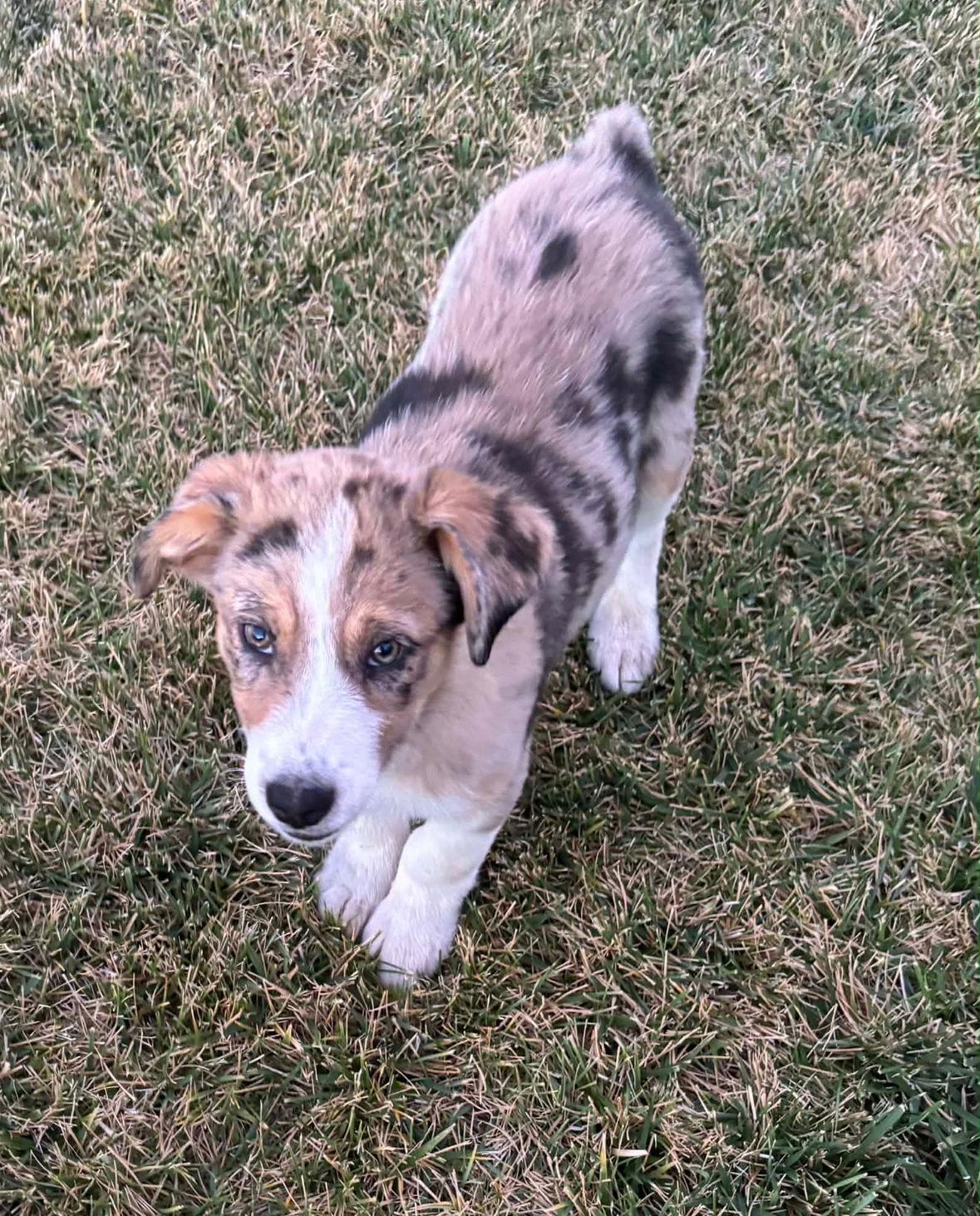 Finn- ADOPTION IN PROCESS, Adoptable, Young Male Australian Shepherd.
