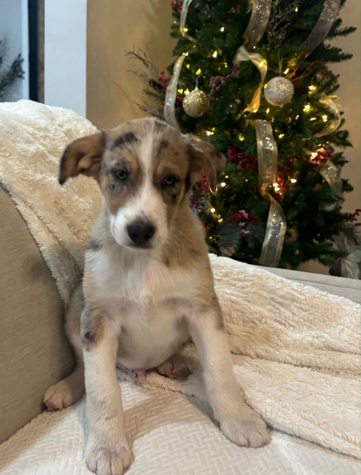 Enlarge Finn- ADOPTION IN PROCESS, a Adoptable Australian Shepherd in Grafton, WI image 2/3