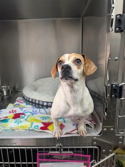 Enlarge Mona, a Adoptable mixed breed in Louisburg, NC image 1/1