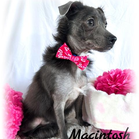 Macintosh, Adult Male unknown