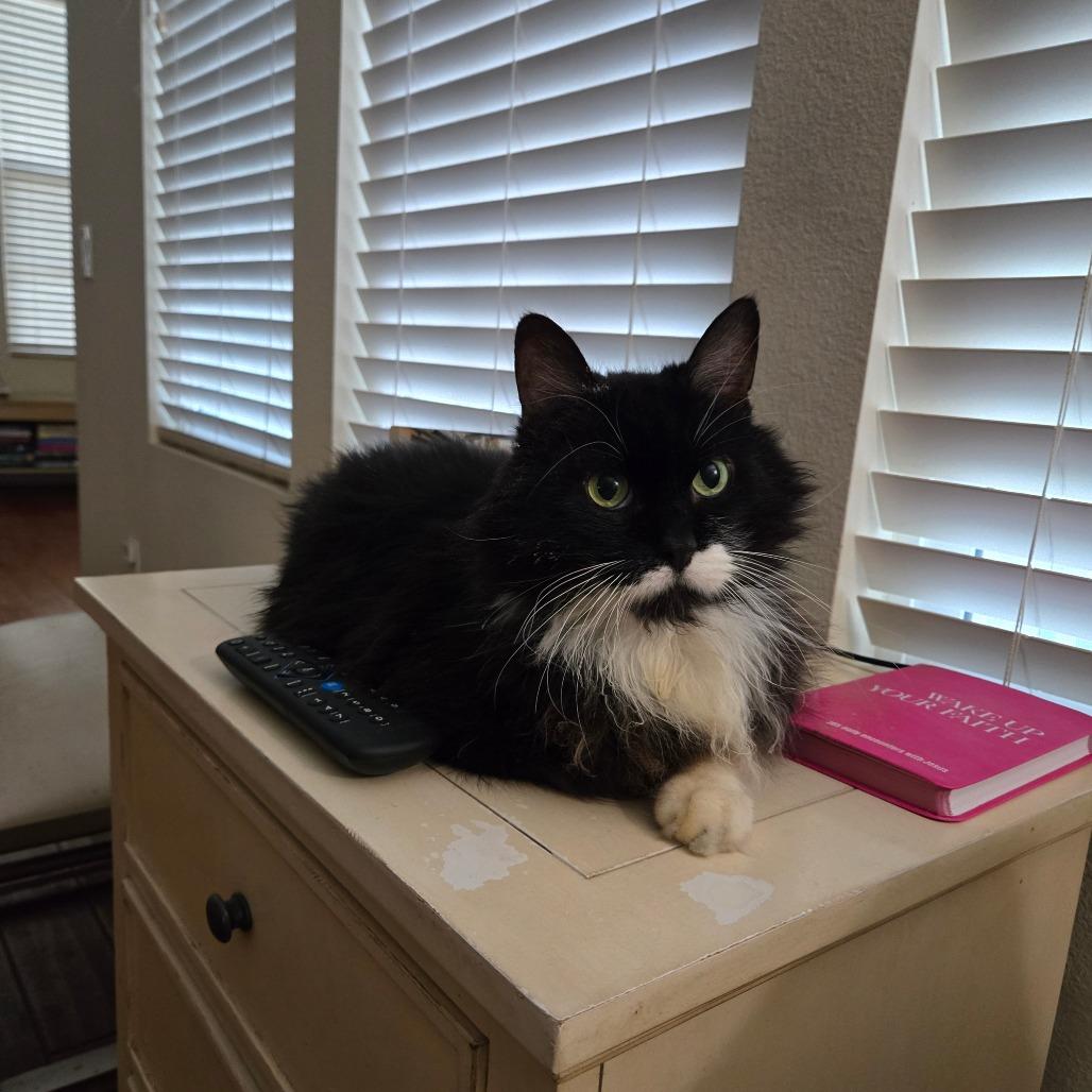Boots, Adoptable, Senior Male Domestic Medium Hair.