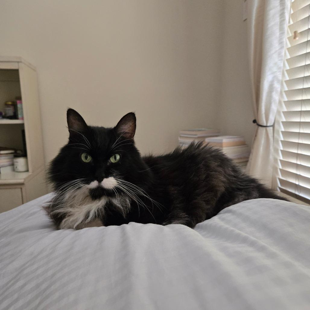 Enlarge Boots, a Adoptable Domestic Medium Hair in Ventura, CA image 2/6