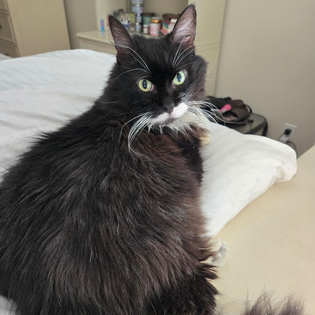 Enlarge Boots, a Adoptable Domestic Medium Hair in Ventura, CA image 3/6