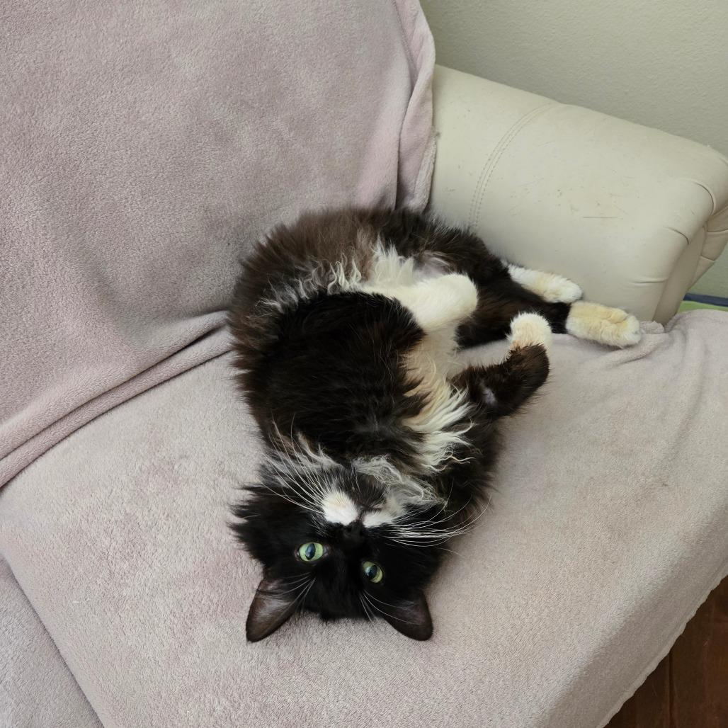 Enlarge Boots, a Adoptable Domestic Medium Hair in Ventura, CA image 4/6