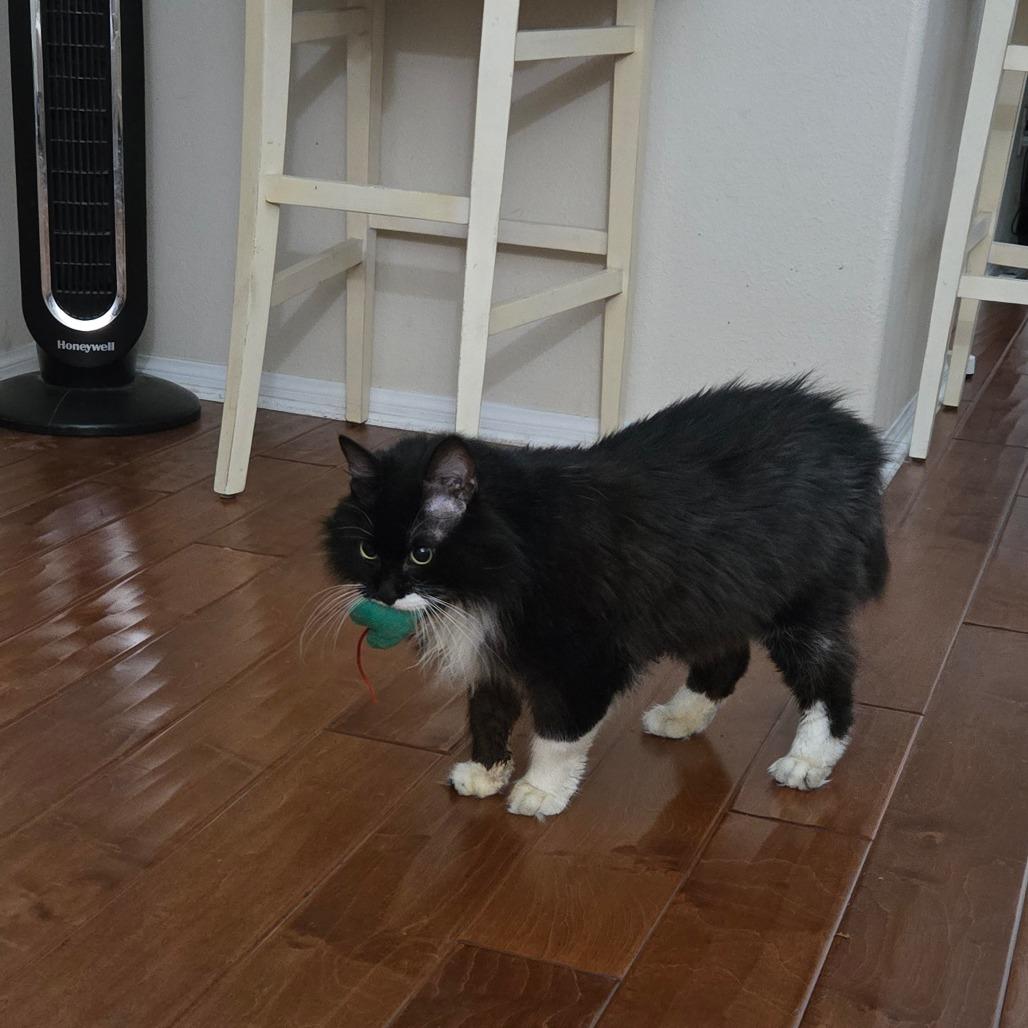 Enlarge Boots, a Adoptable Domestic Medium Hair in Ventura, CA image 5/6