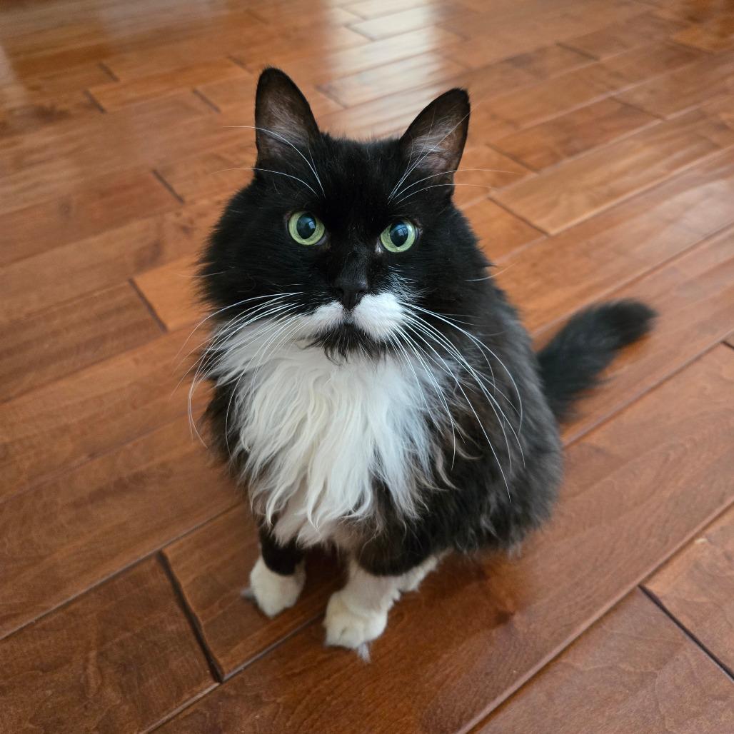 Enlarge Boots, a Adoptable Domestic Medium Hair in Ventura, CA image 6/6