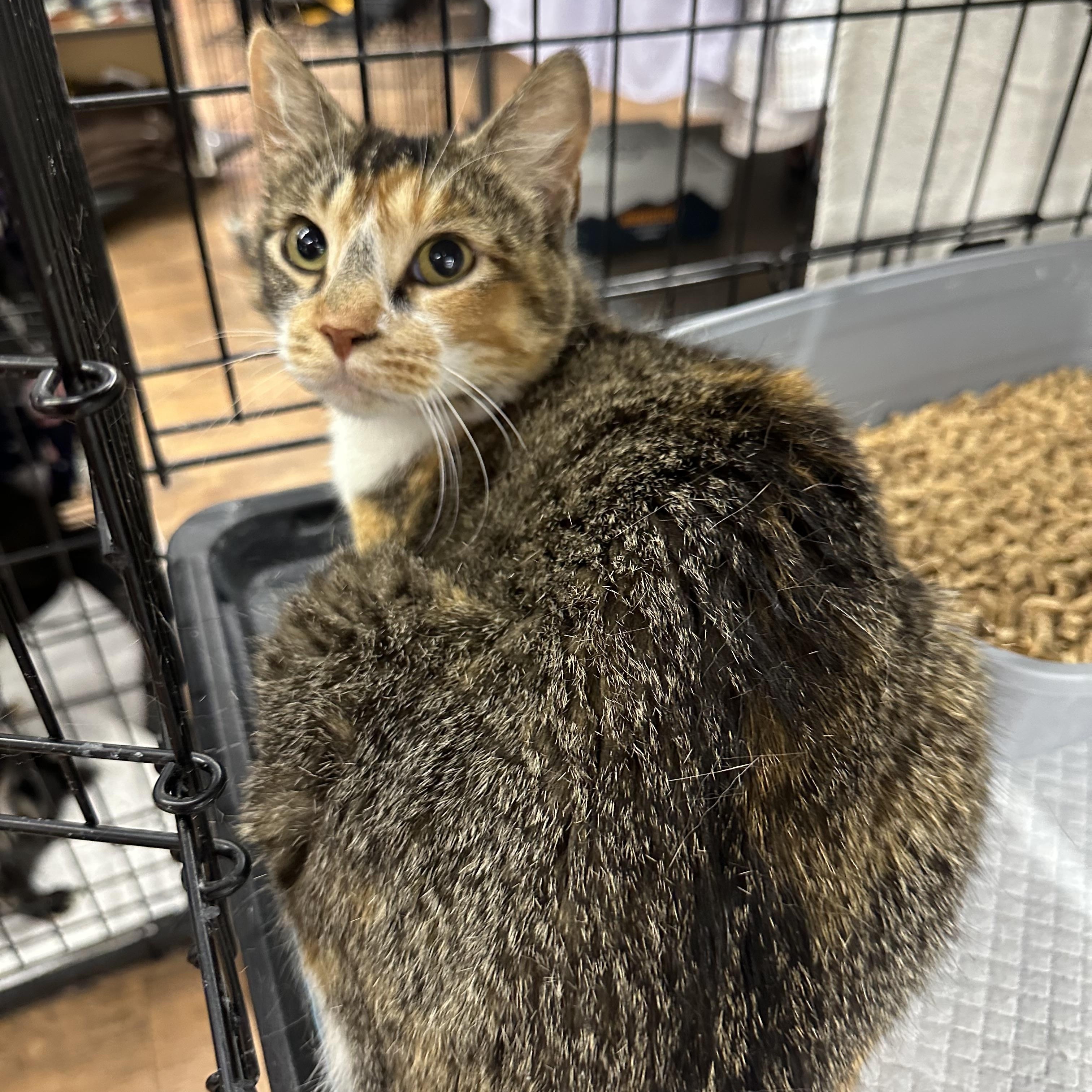 Lilliana, an adoptable Domestic Short Hair in Missoula, MT, 59804 | Photo Image 1
