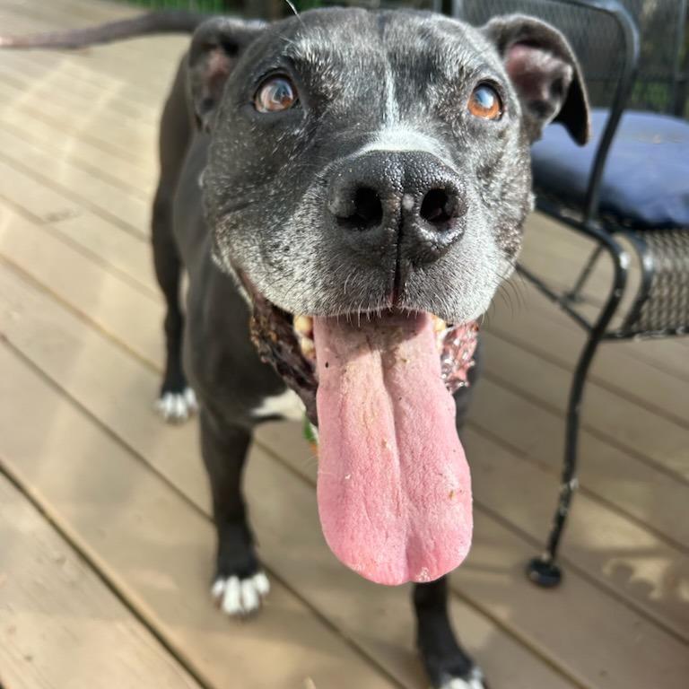 Jake, Adoptable, Senior Male American Staffordshire Terrier & Mixed Breed.
