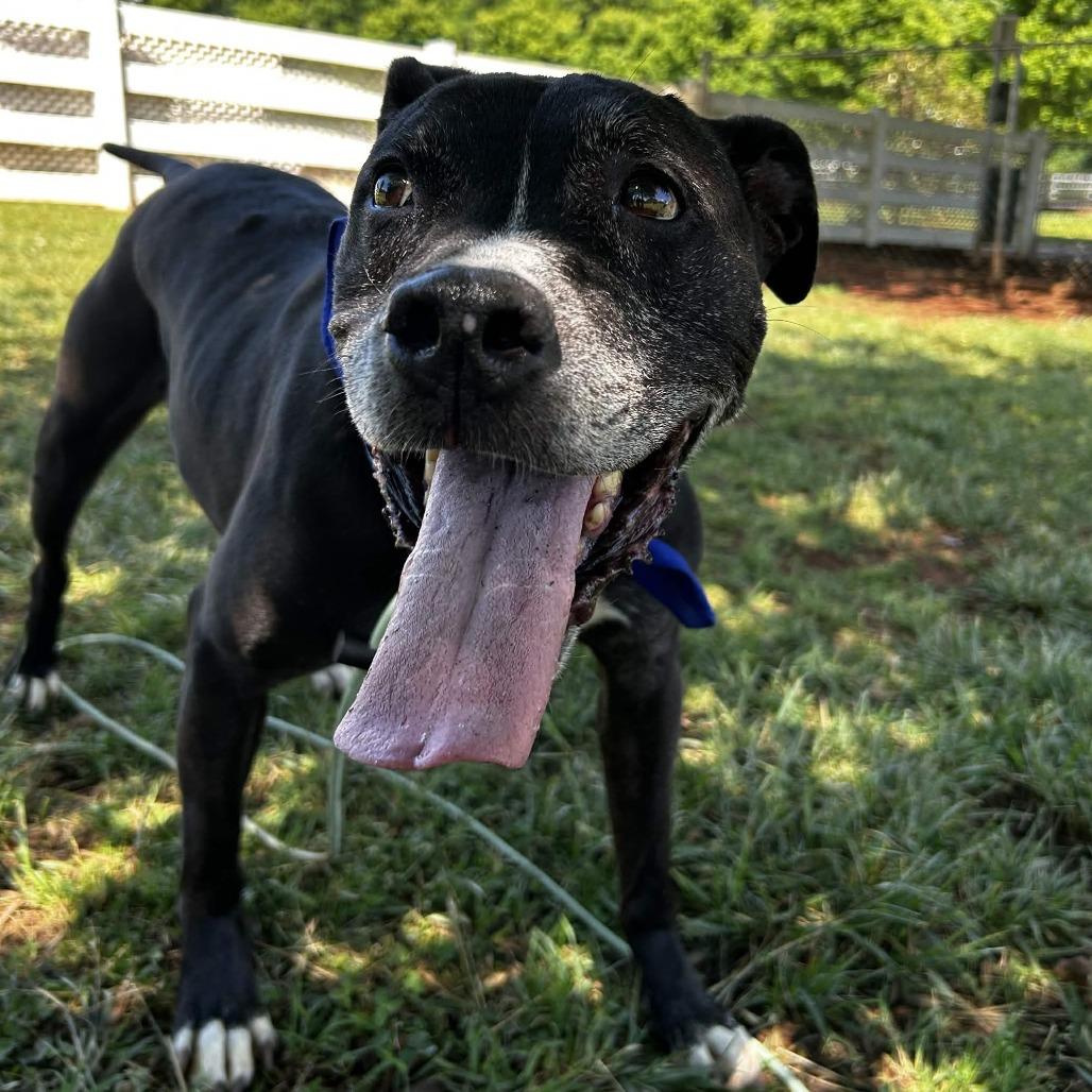 Enlarge Jake, a Adoptable mixed breed in Greenville, SC image 2/6