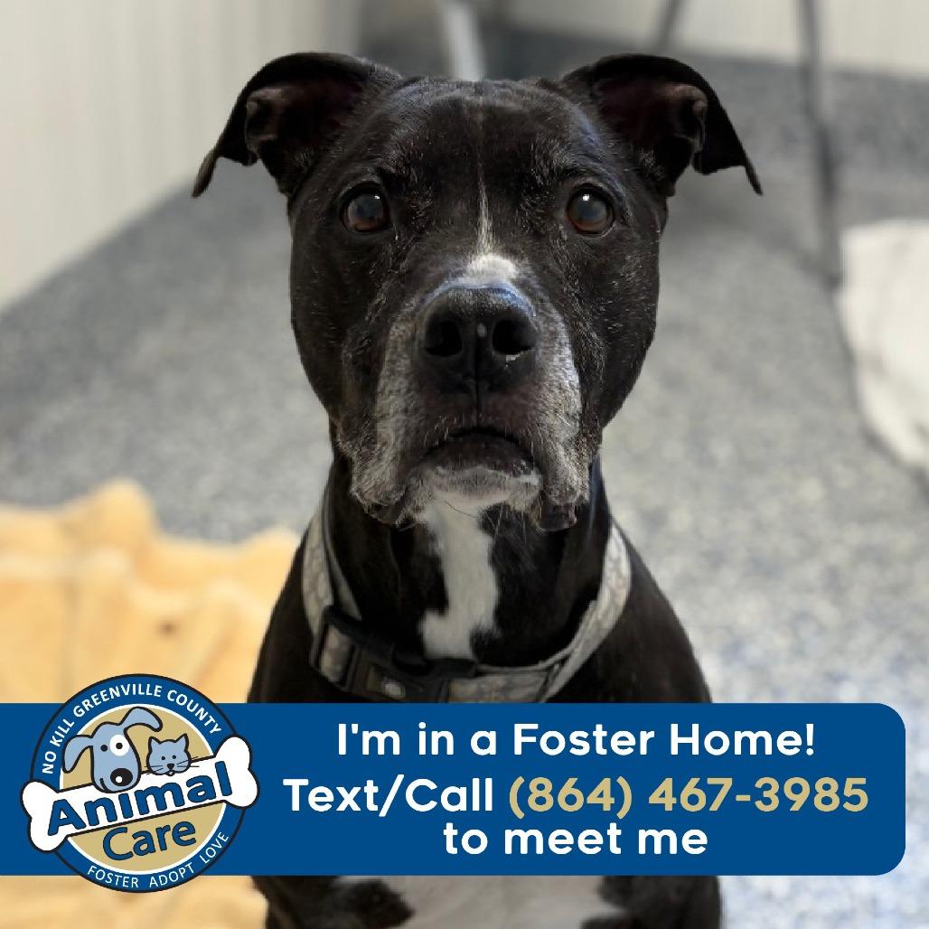 Jake, Adoptable, Senior Male American Staffordshire Terrier.