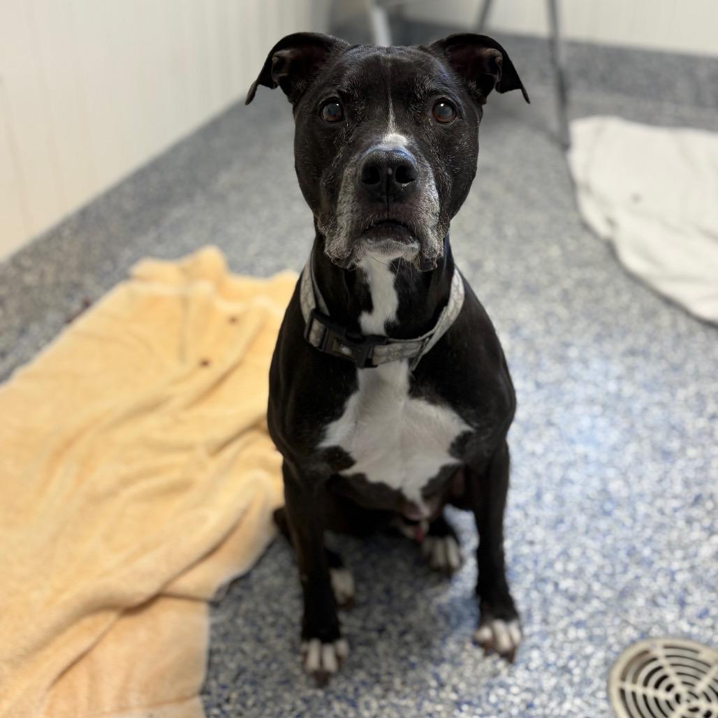 Enlarge Jake, a Adoptable mixed breed in Greenville, SC image 2/4