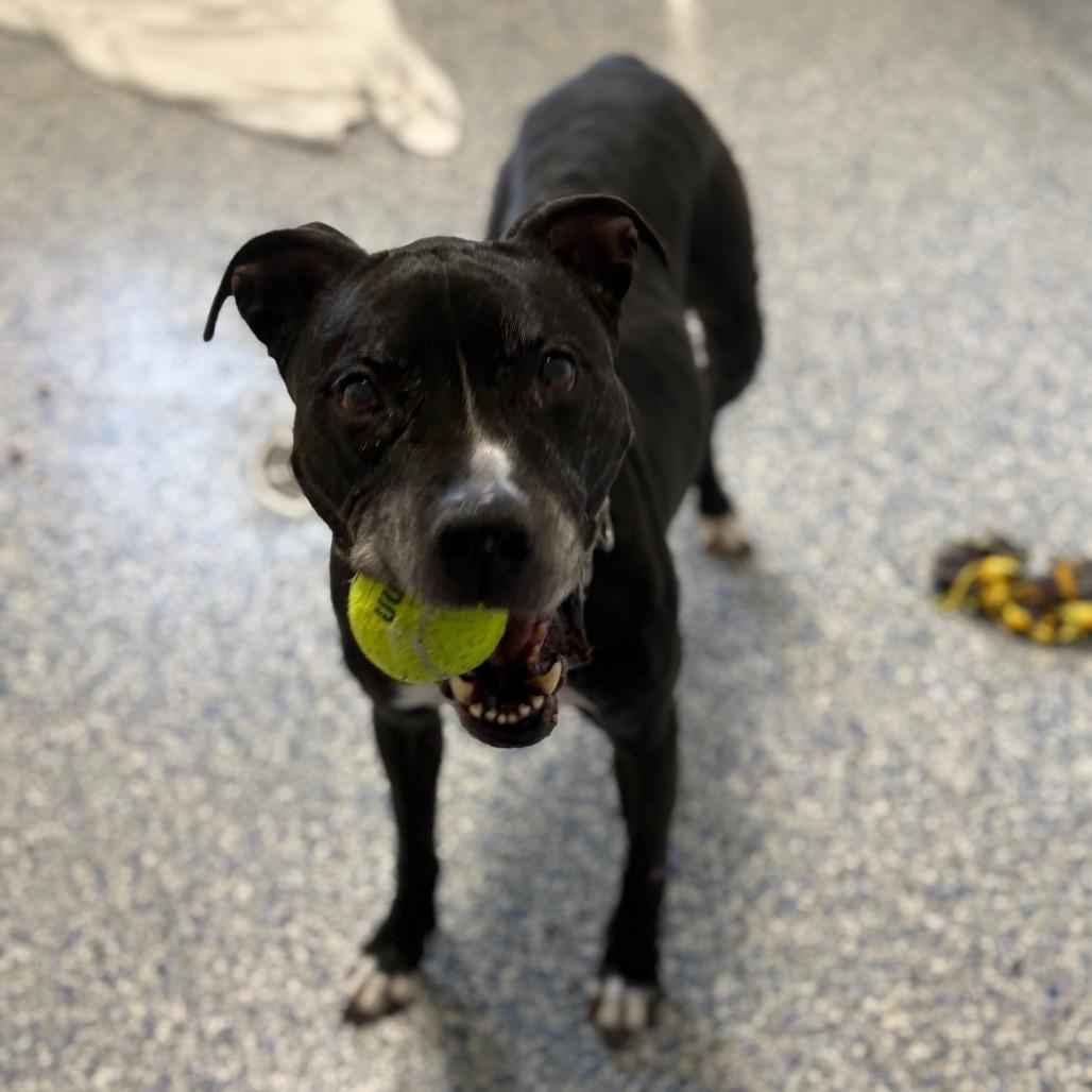 Enlarge Jake, a Adoptable mixed breed in Greenville, SC image 3/4