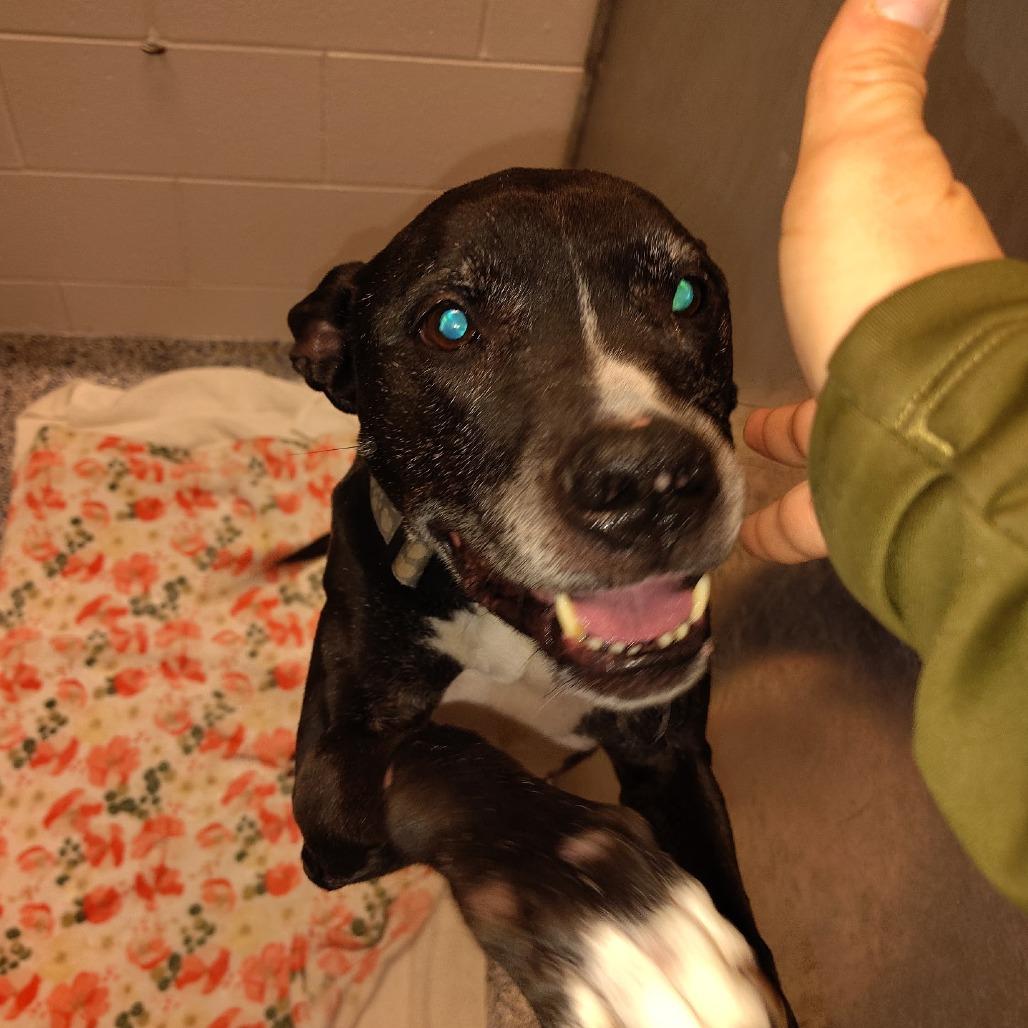 Enlarge Jake, a Adoptable mixed breed in Greenville, SC image 4/4