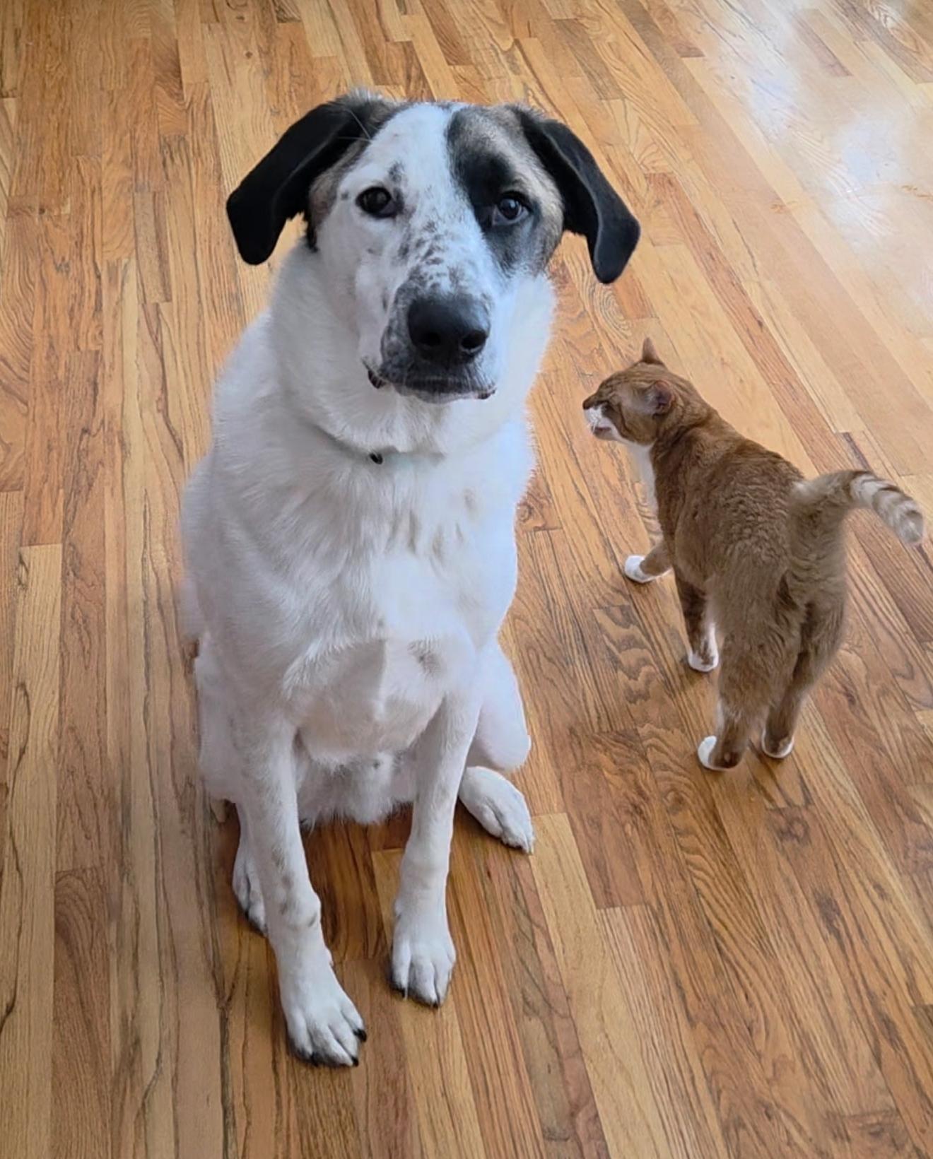 Enlarge Colt, a Adoptable mixed breed in Lacona, NY image 5/6