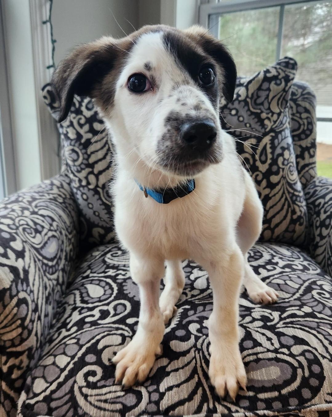 Colt, an adoptable Border Collie in Lacona, NY, 13083 | Photo Image 5