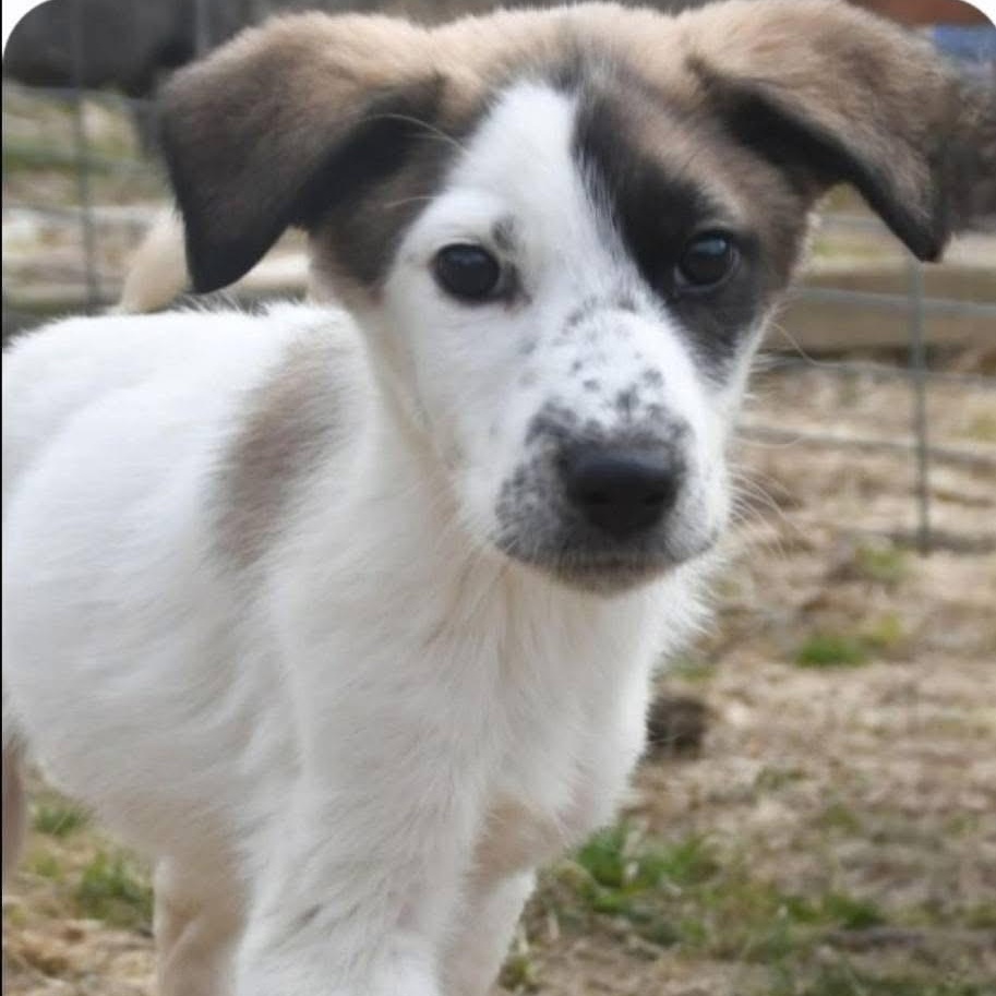 Enlarge Colt, a Adoptable mixed breed in Lacona, NY image 4/6