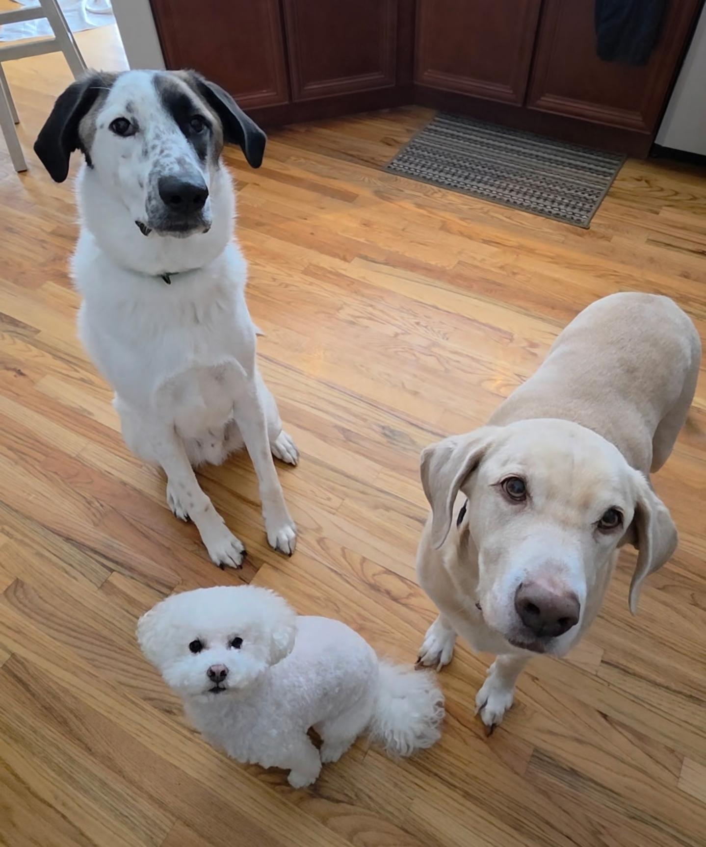 Enlarge Colt, a Adoptable mixed breed in Lacona, NY image 1/6