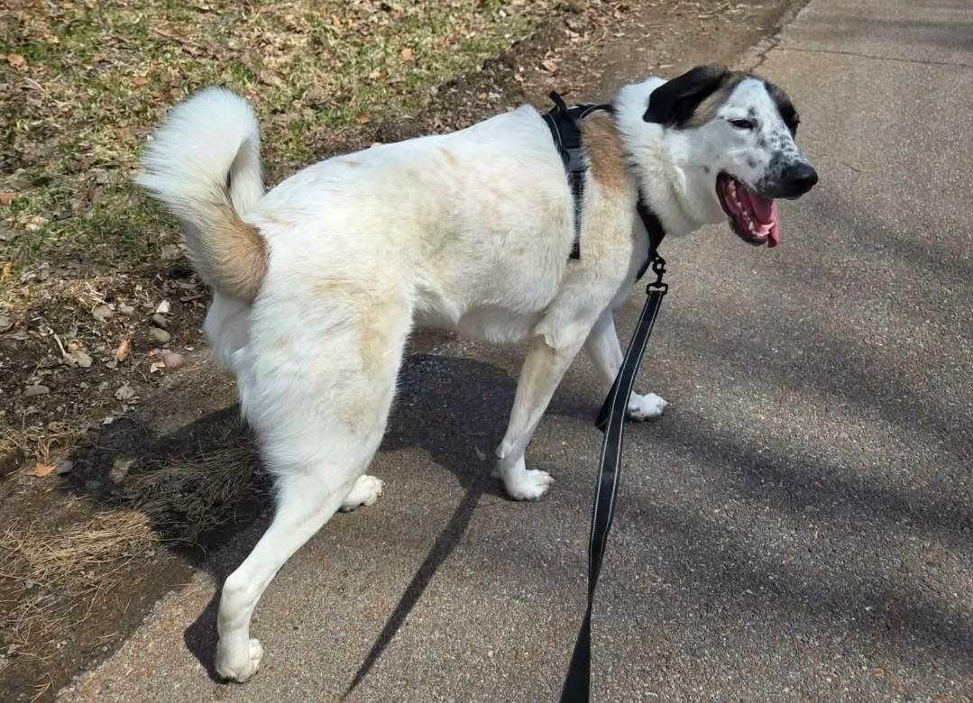 Enlarge Colt, a Adoptable mixed breed in Lacona, NY image 6/6