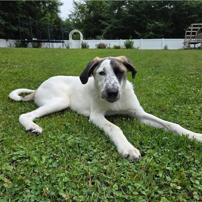 Enlarge Colt, a Adoptable mixed breed in Lacona, NY image 1/6