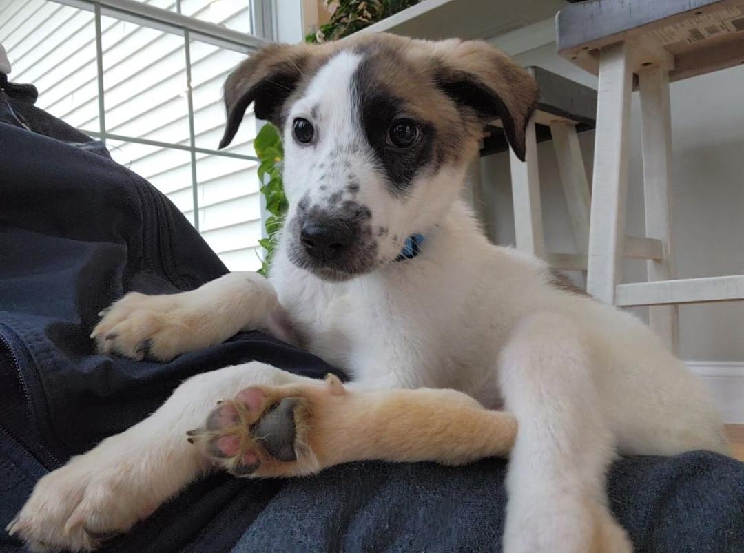 Colt, an adoptable Border Collie in Lacona, NY, 13083 | Photo Image 2