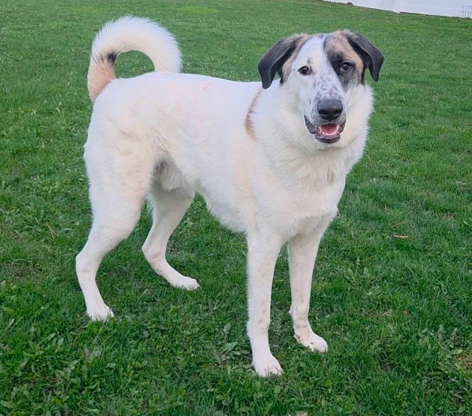 Colt, Adoptable, Young Male Anatolian Shepherd.