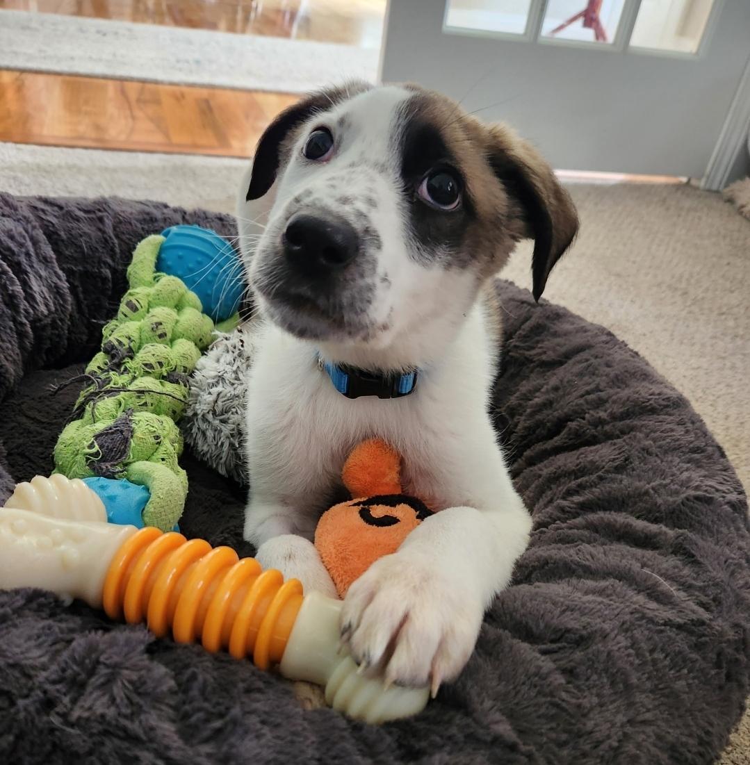 Colt, an adoptable Border Collie in Lacona, NY, 13083 | Photo Image 6