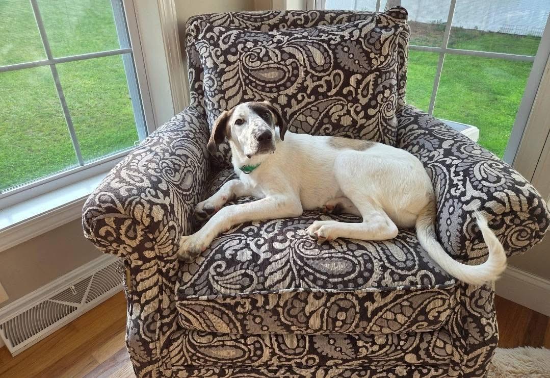 Enlarge Colt, a Adoptable mixed breed in Lacona, NY image 3/6