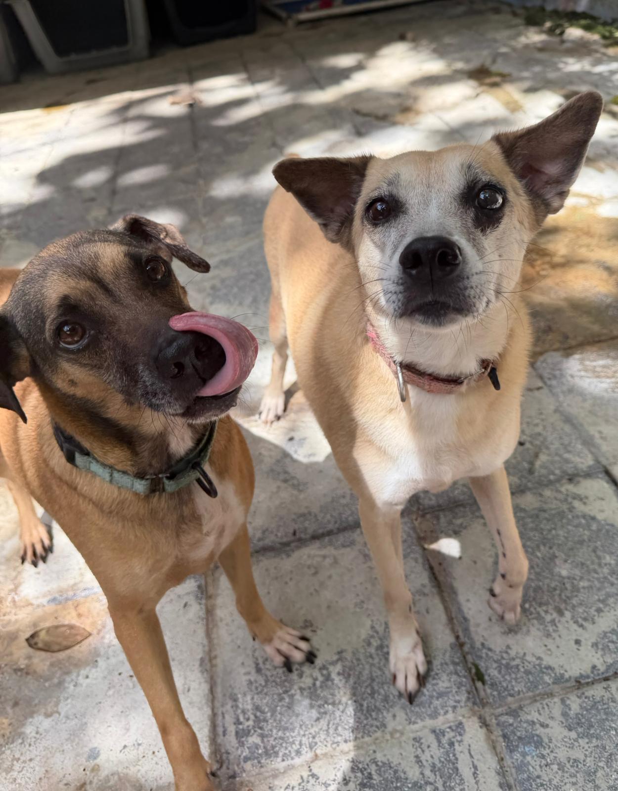 Harlem & Salem, Adoptable, Adult Female Carolina Dog & Black Mouth Cur.