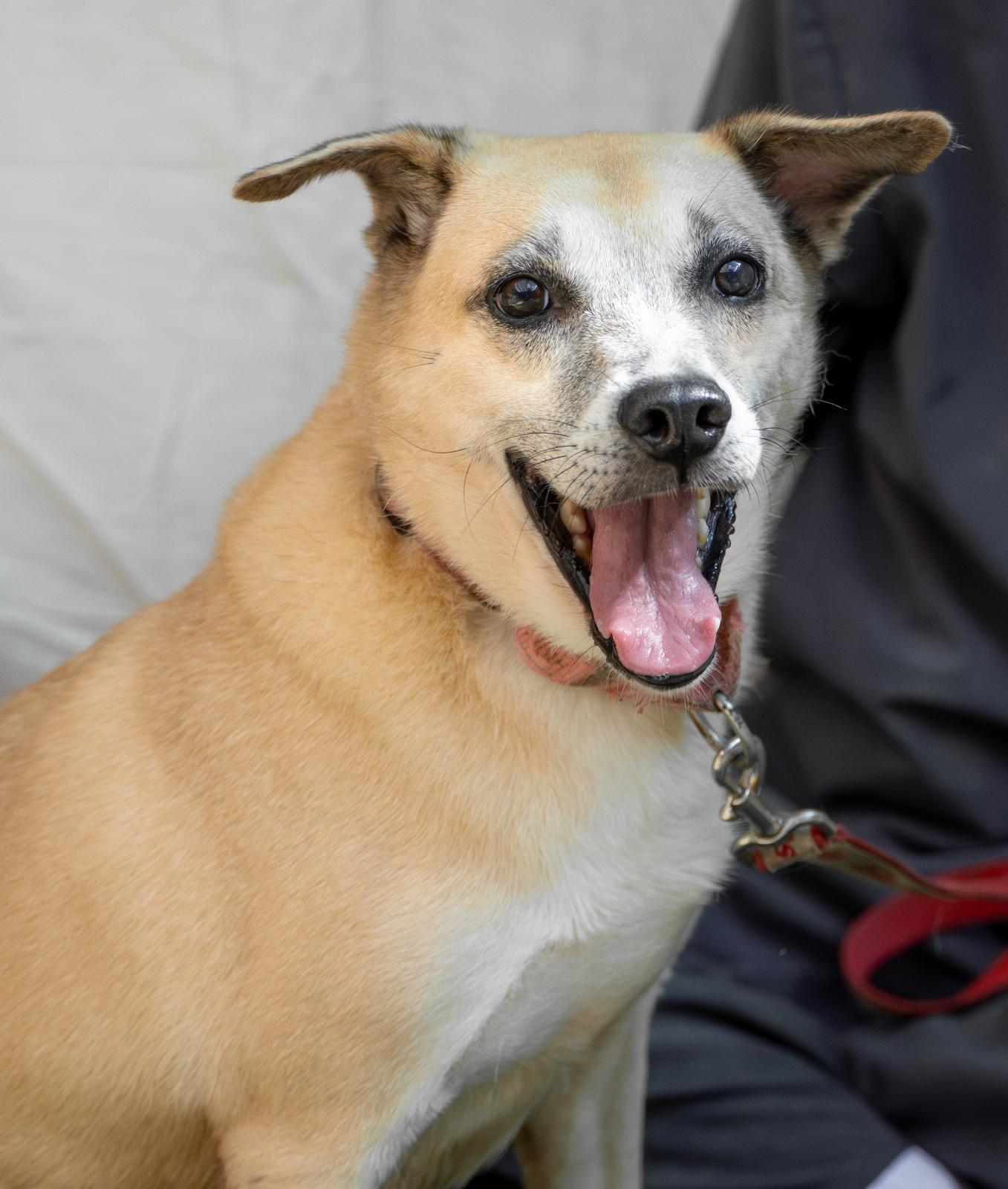 Enlarge Harlem & Salem, a Adoptable mixed breed in RIDGEFIELD, CT image 4/6