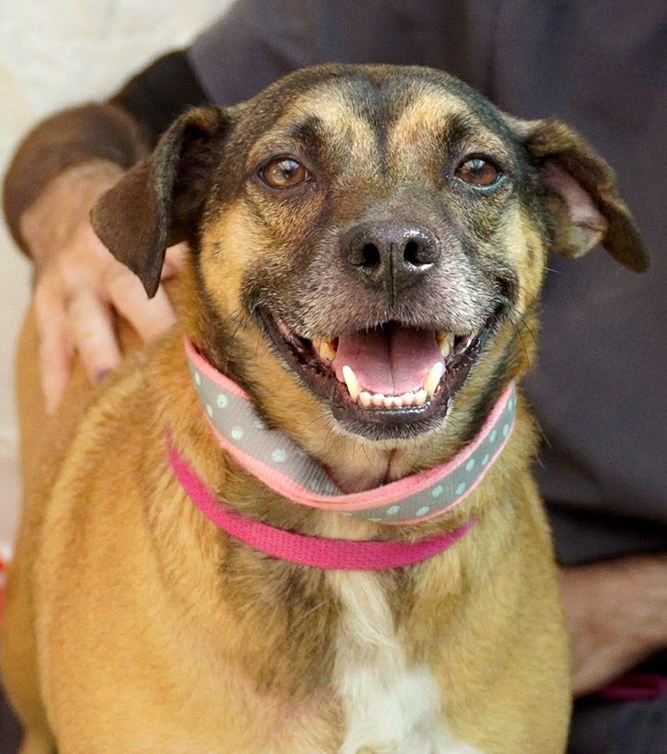 Enlarge Harlem & Salem, a Adoptable mixed breed in RIDGEFIELD, CT image 6/6