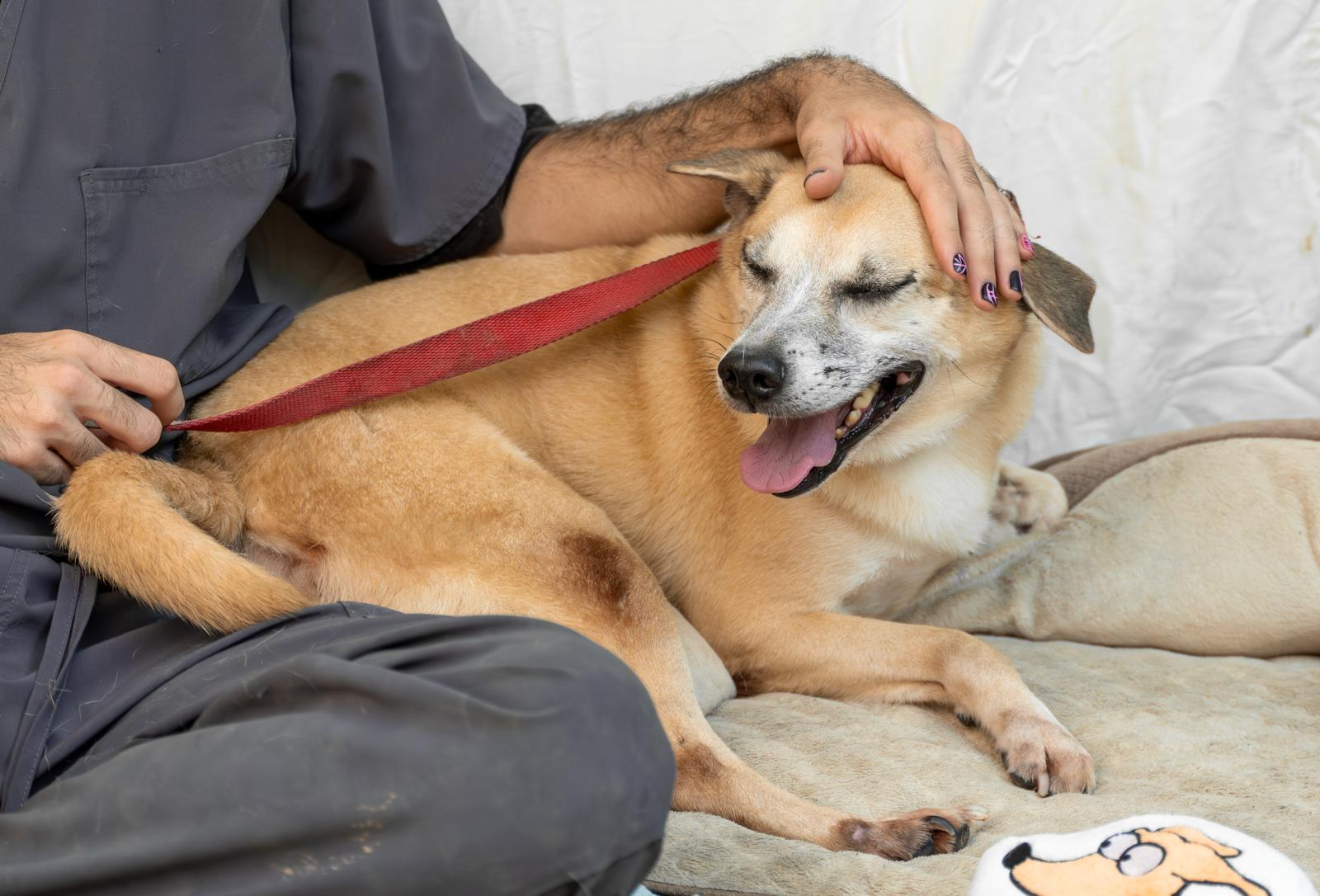 Enlarge Harlem & Salem, a Adoptable mixed breed in RIDGEFIELD, CT image 5/6