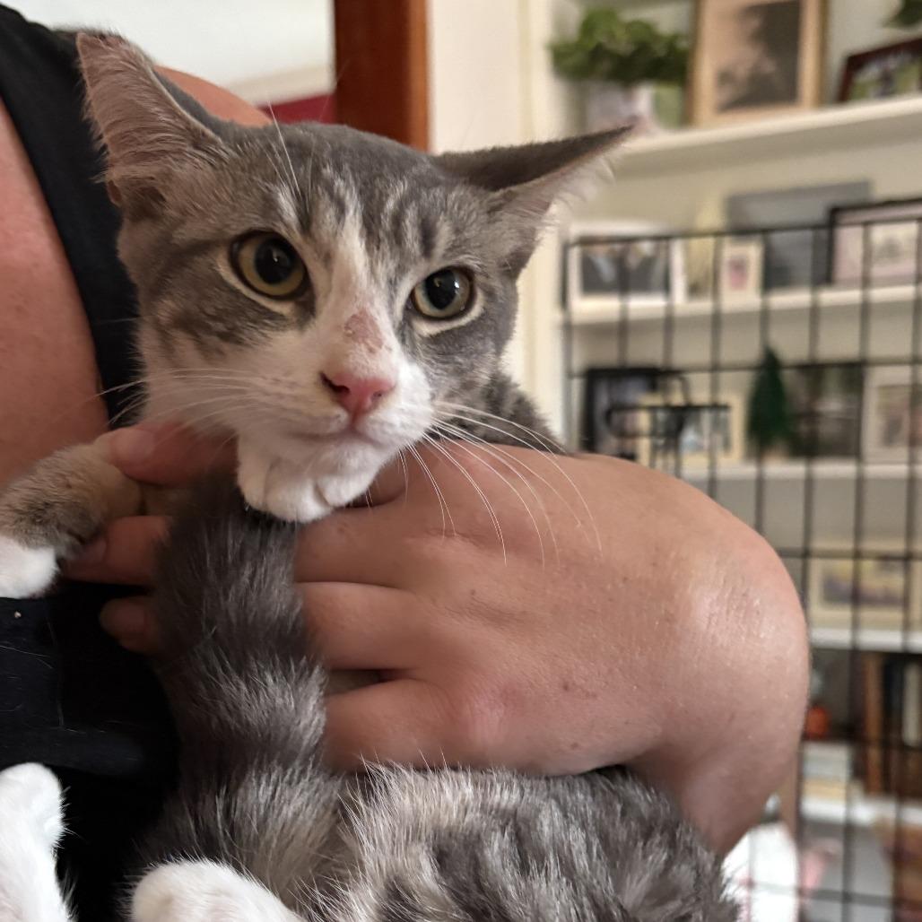 Willow, Adoptable, Young Female Domestic Short Hair.