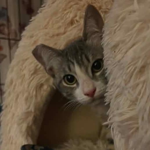 Enlarge Willow, a Adoptable Domestic Short Hair in Ventura, CA image 2/2