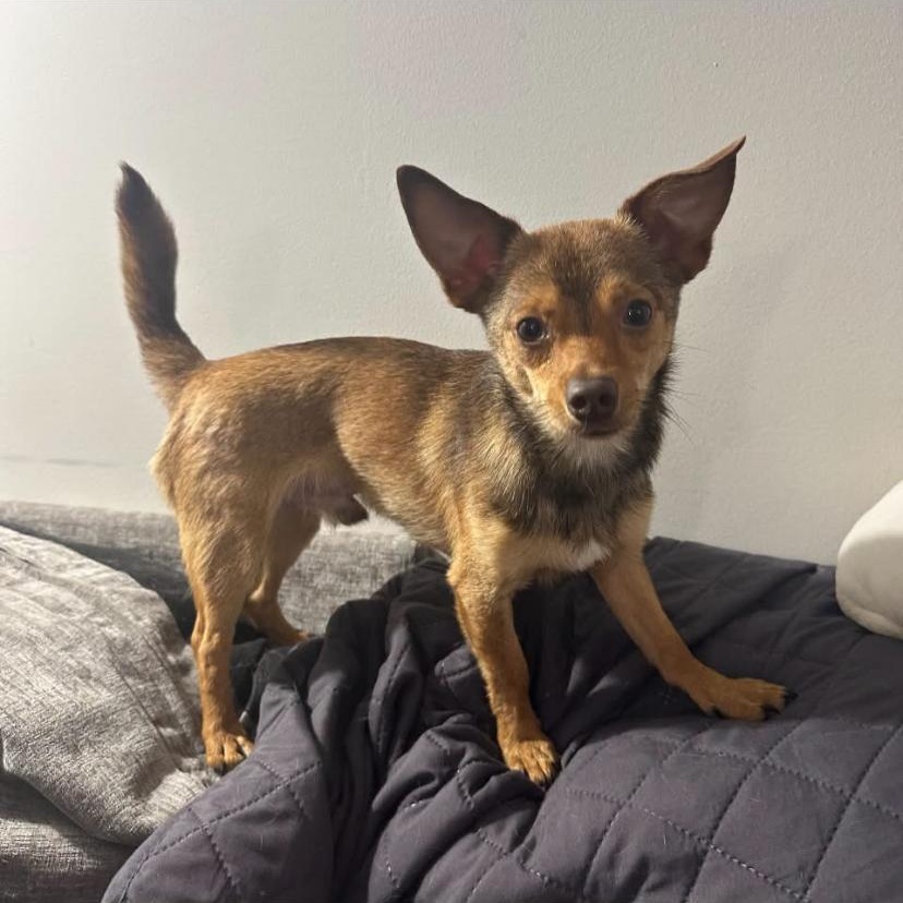 Paco, adopted, Young Male Chihuahua.