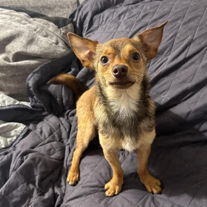 Enlarge Paco, an adopted Chihuahua in Philadelphia, PA image 6/6