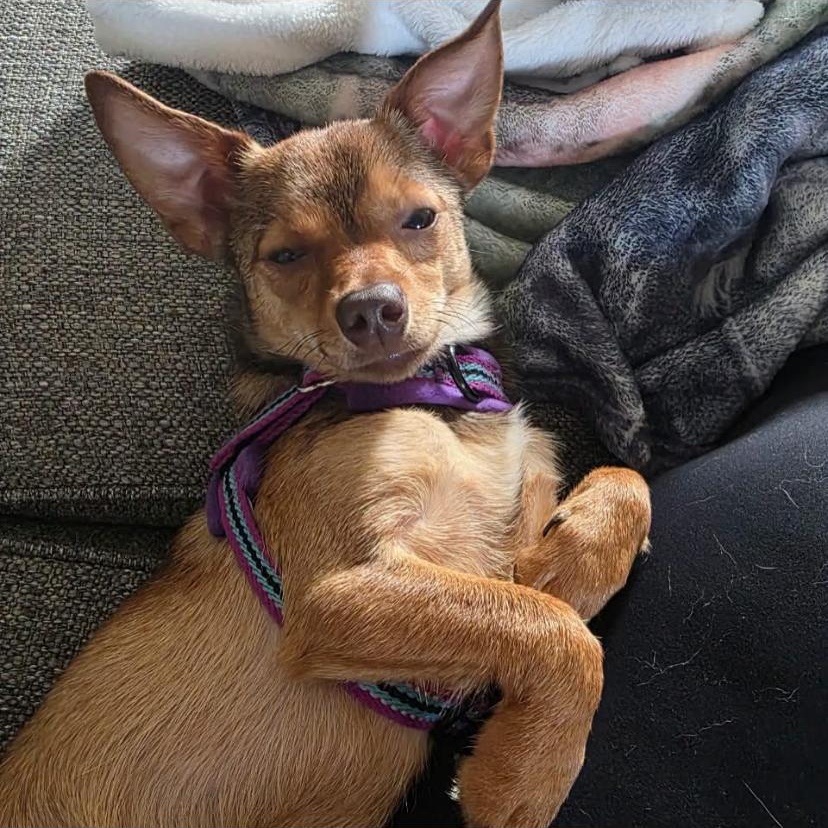 Enlarge Paco, an adopted Chihuahua in Philadelphia, PA image 4/6