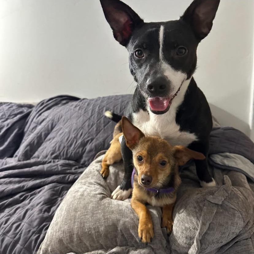 Enlarge Paco, an adopted Chihuahua in Philadelphia, PA image 3/6