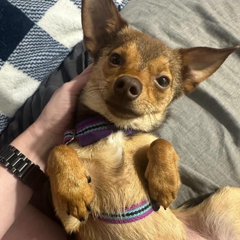 Enlarge Paco, an adopted Chihuahua in Philadelphia, PA image 2/6