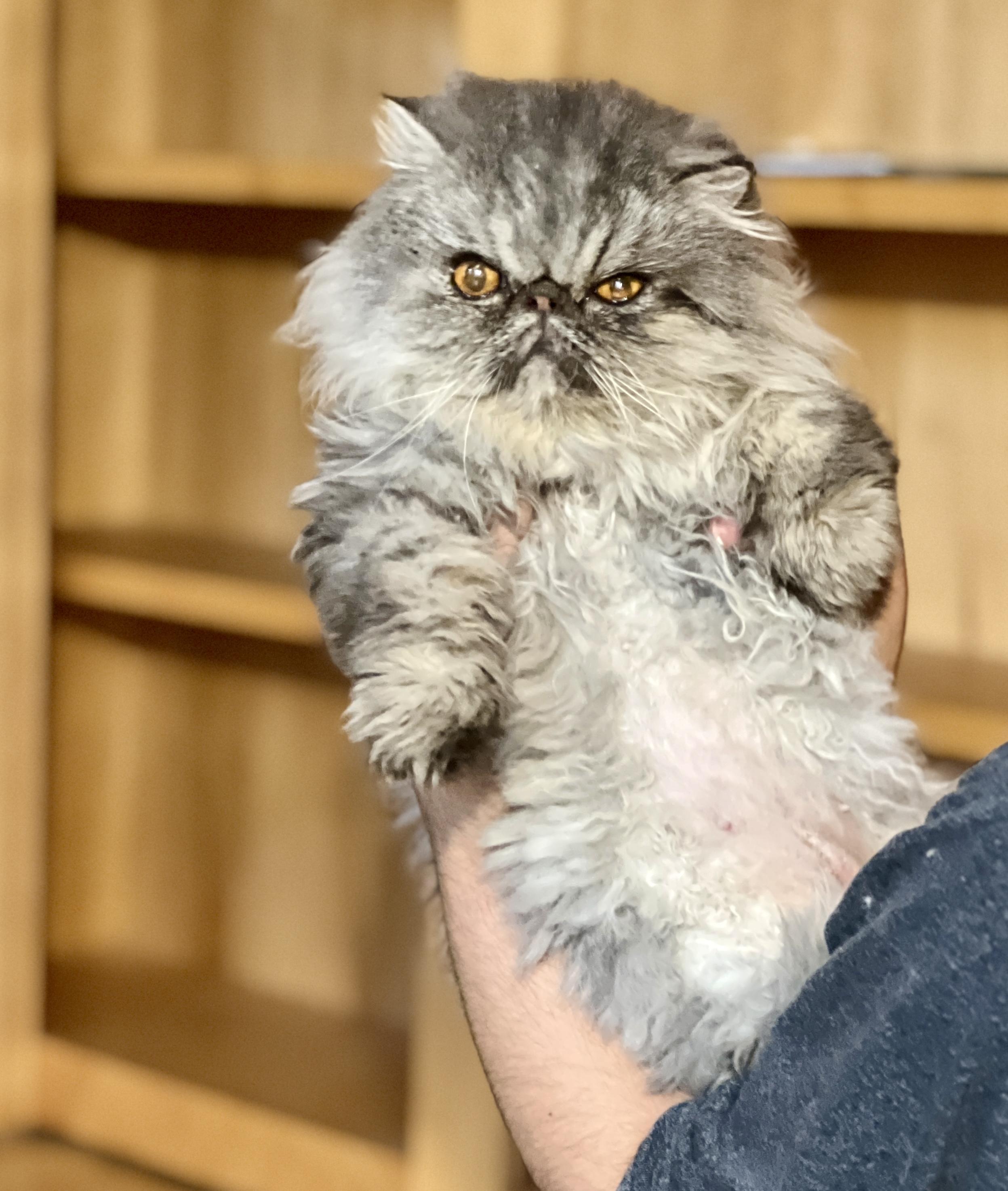 Enlarge Ivy, a ADOPTABLE Persian in valparaiso, IN image 1/2