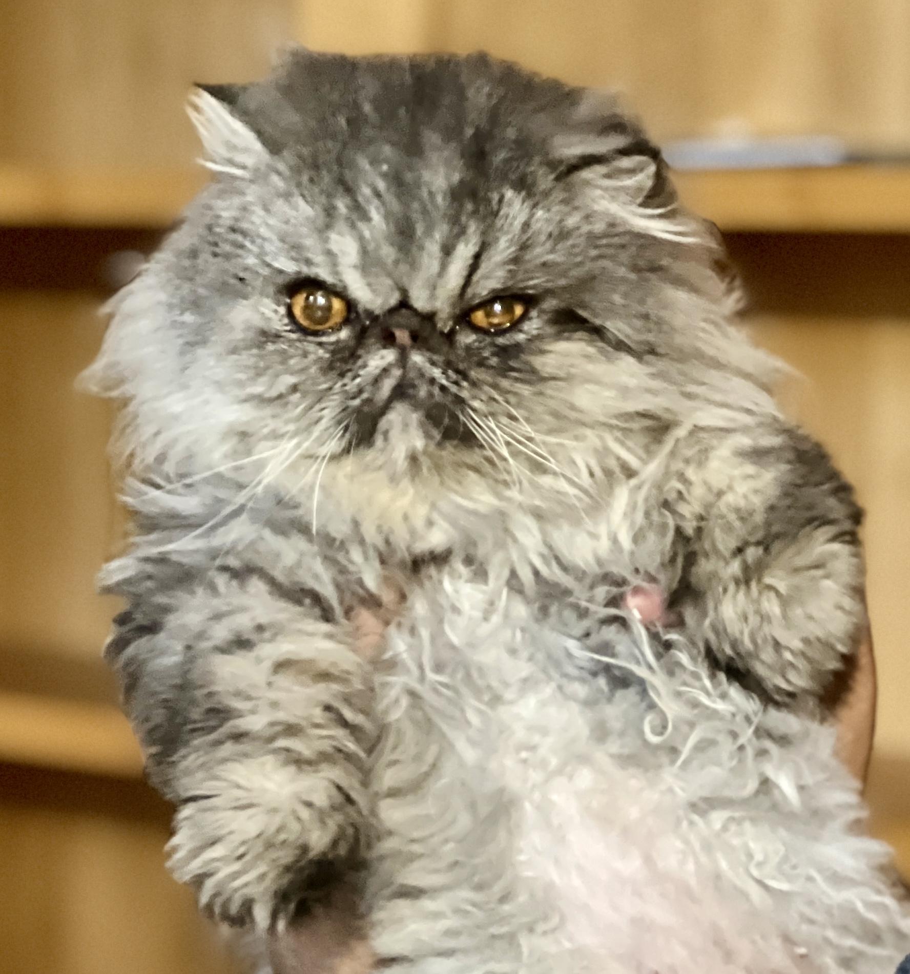 Enlarge Ivy, a ADOPTABLE Persian in valparaiso, IN image 2/2