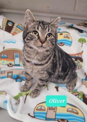 Oliver, Adoptable, Adult Male Domestic Short Hair.