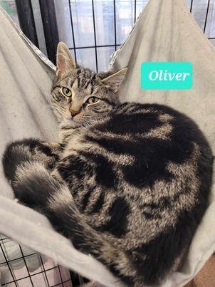 Enlarge Oliver, a Adoptable mixed breed in Richmond, IN image 1/3